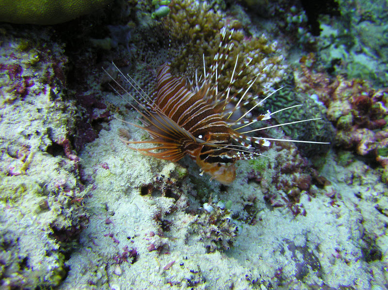 I think this is a Zebra Lionfish (Dendrochirus zebra), not a Spotfin or Ragged-finned Lionfish (Pterois antennata), because the pectoral fin membrane isn't
        spotted. Kuda Thila.  (237k)