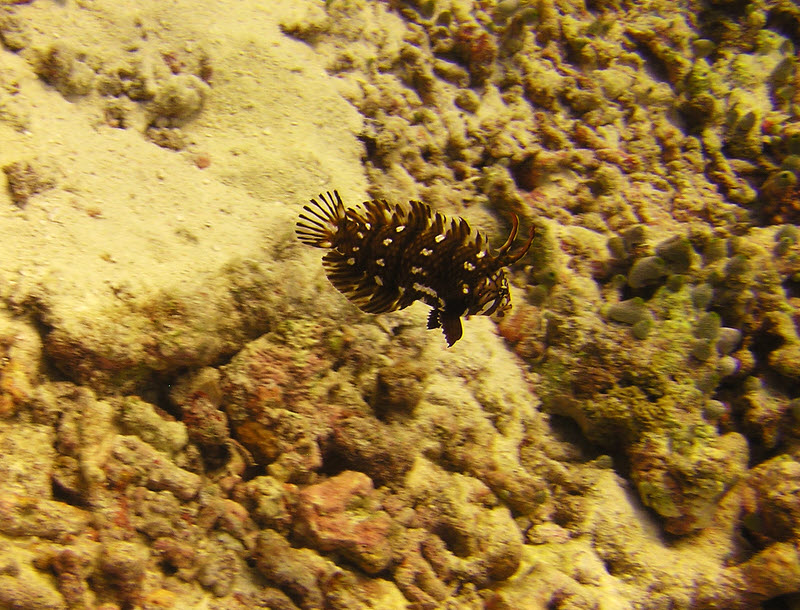 Juvenile Dragon or Rockmover Wrasse (Novaculichthys taeniourus) at Kuda Thila. (190k)
