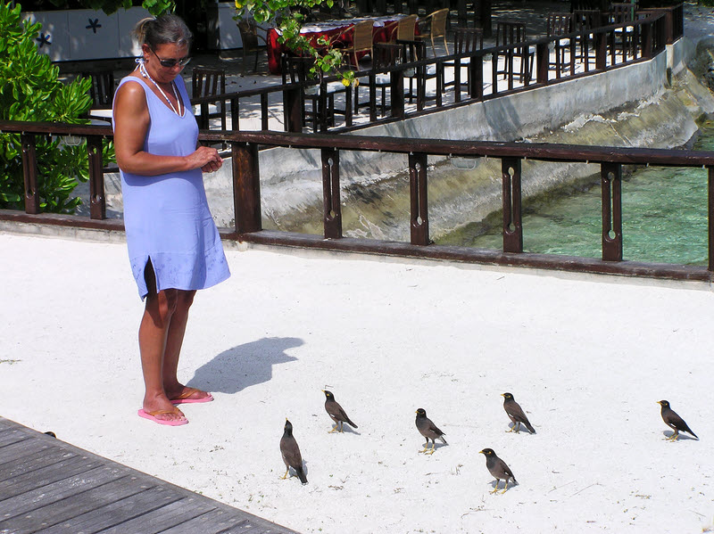 At the main bar: feeding the mynah birds with bread rolls stolen from breakfast. (142k)