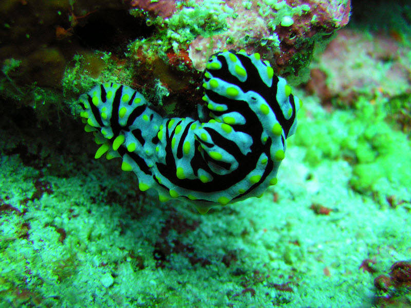 Another Varicose Phyllidia nudibranch, this time at Bathaala Thila.  (182k)