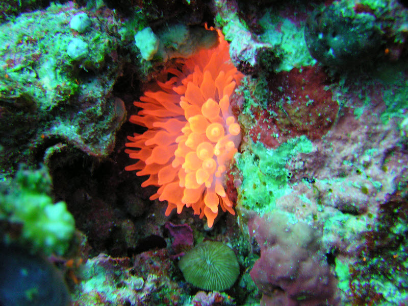 Bulb-tentacle Anemone (Entacmea quadricolor) at Bathaala Thila. (247k)