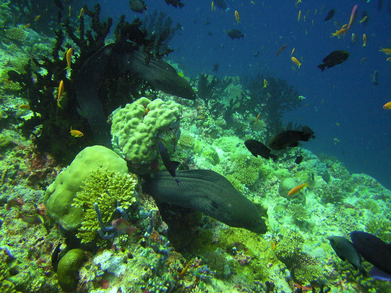 These two Giant Morays were intertwined around this coral head on Bathaala Thila, and showed no inclination to move.�A most unusual sight to see them
        well-exposed like this during the day.  (215k)