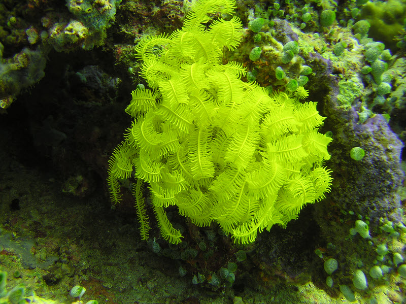 Noble Feather star (Comanthina nobilis) at Bathaala Thila. (208k)