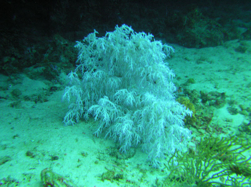 Fir-tree Black Coral (why is it called black coral when it's white?) (Antipathes abies) under an overhang at 17m at Medu Thila. (169k)