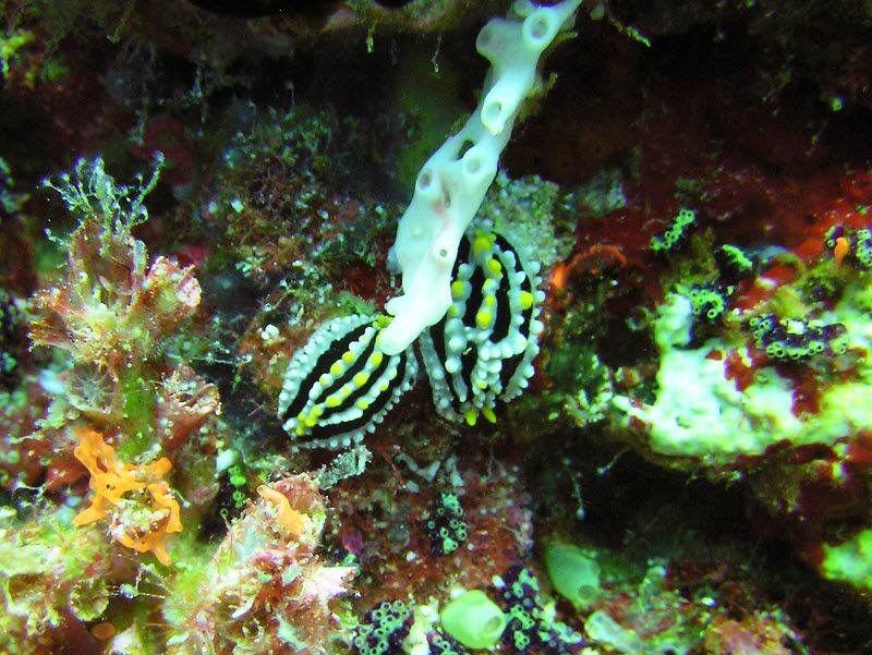 ...and two more Varicose Phyllidia nudibranch, at Medu Thila.� (202k)