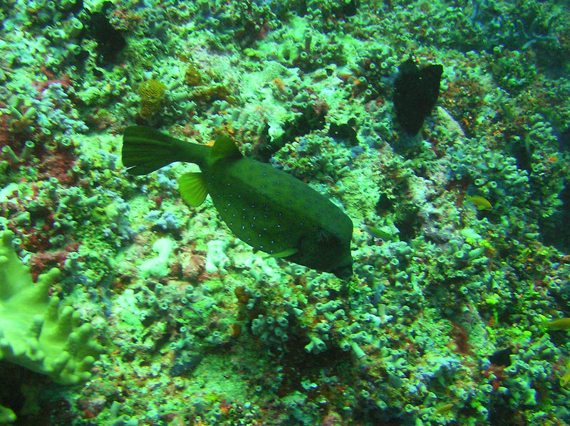 Boxfish (Ostracion sp) at Medu Thila. (246k)