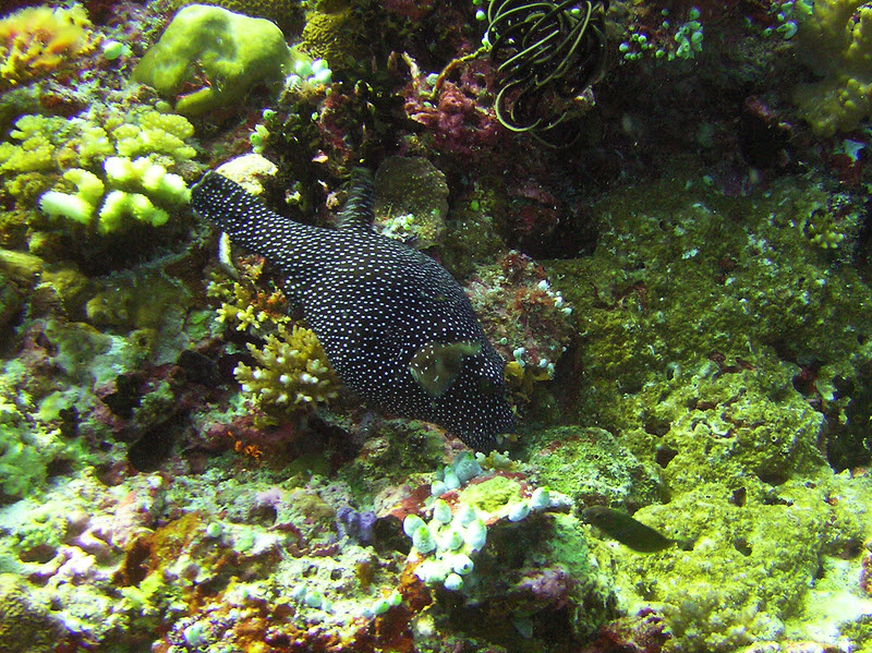 Blackspotted Puffer (Arothron nigropunctatus) at Medu Thila. (263k)