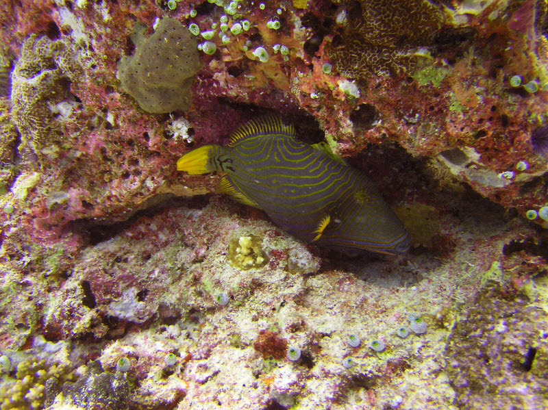Orangelined or Orangestriped Triggerfish (Balistapus undulatus) at Medu Thila. (278k)