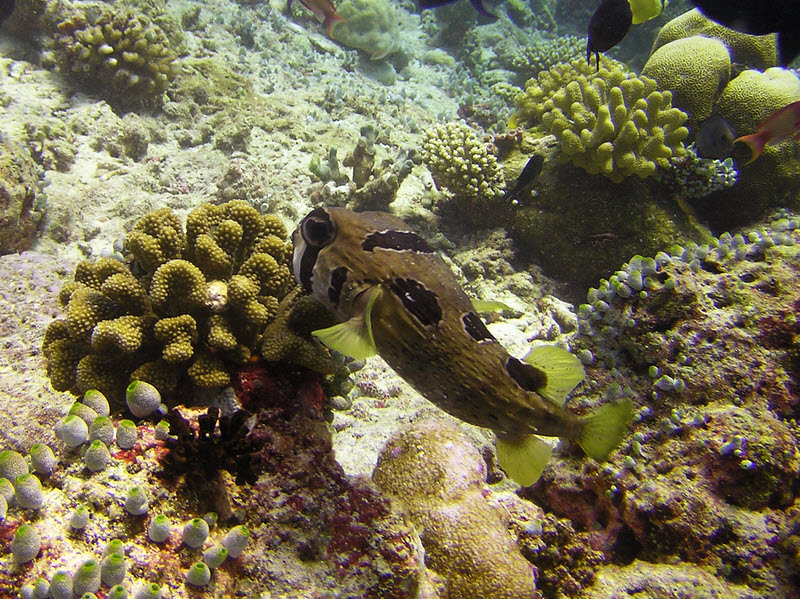 Black blotched or Masked Porcupinefish (Diodon liturosus) at Medu Thila.(249k)