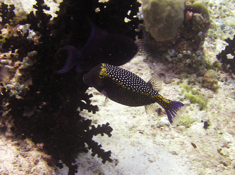 Another boxfish - this time a beautiful male Spotted Trunkfish (Ostracion meleagris) at Medu Thila.  (146k)