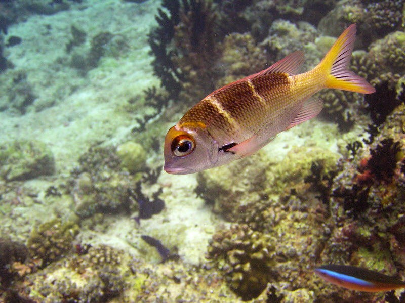 Bigeye Emperor or Large-eyed Sea Bream (Monotaxis grandoculis) at Medu Thila.� (160k)