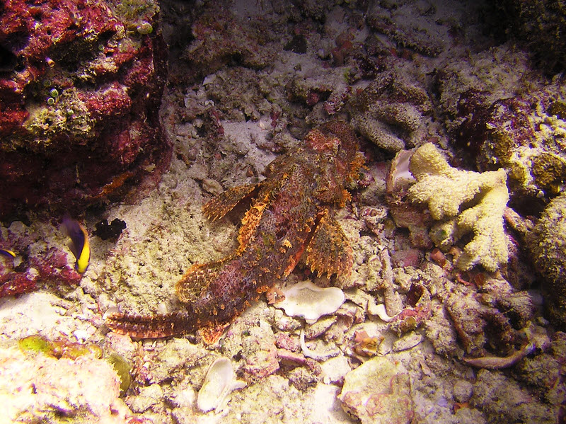 They just haven't a clue in North Ari Atoll.�Medu Thila again. (244k)