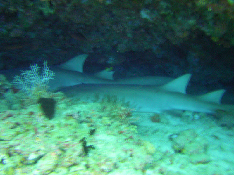Two big Nurse sharks (Nebrius ferrugineus) fast asleep beside each other at the back of a cave at 13m at Ellaidhoo Thila.�There wasn't really enough light
under the overhang, hence the motion blur. (114k)