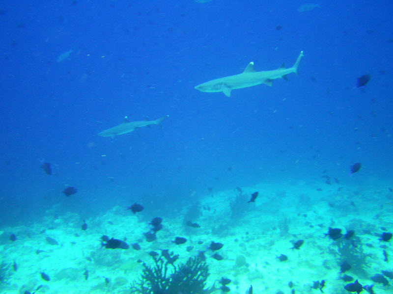 Two Whitetip reef sharks swim past a few minutes later at Ellaidhoo Thila. (93k)