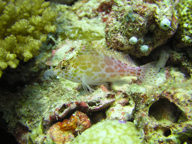 Pixy Hawkfish (Cirrhitichthys oxycephalus), at Ellaidhoo Thila. (172k)