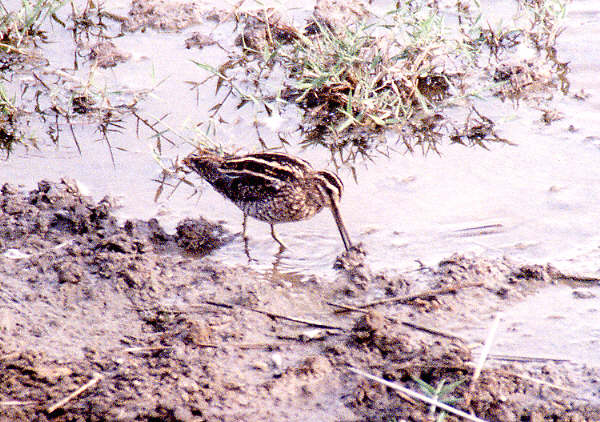 Snipe in front of the hide at the S'Albufera Nature Reserve. (79k)