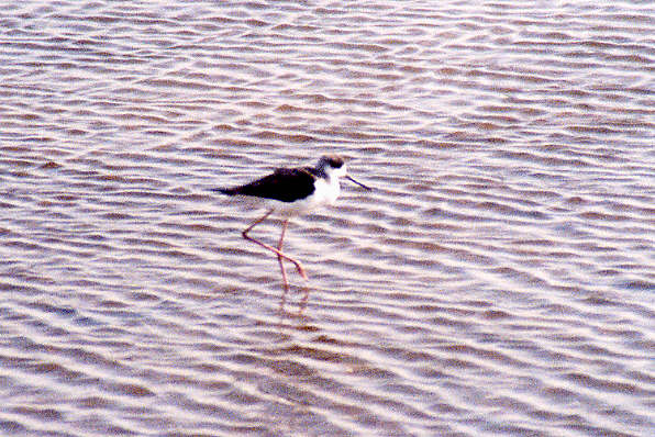 Stilt on the central pond at the Reserve. (68k) Stilt on the central pond at the Reserve. (68k)