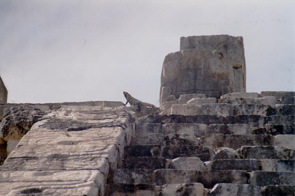 Iguana sunning itself on the ancient Mayan ruins, just as they must
          have done a thousand years ago. (40k)