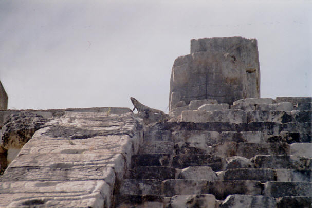 Iguana sunning itself on the ancient Mayan ruins, just as they must
          have done a thousand years ago. (40k)