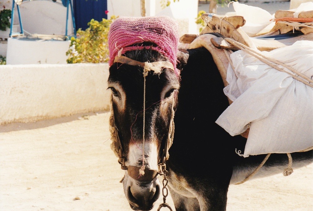 Never seen a donkey with a hair-net before...... Occasionally parked outside the archway shown above.