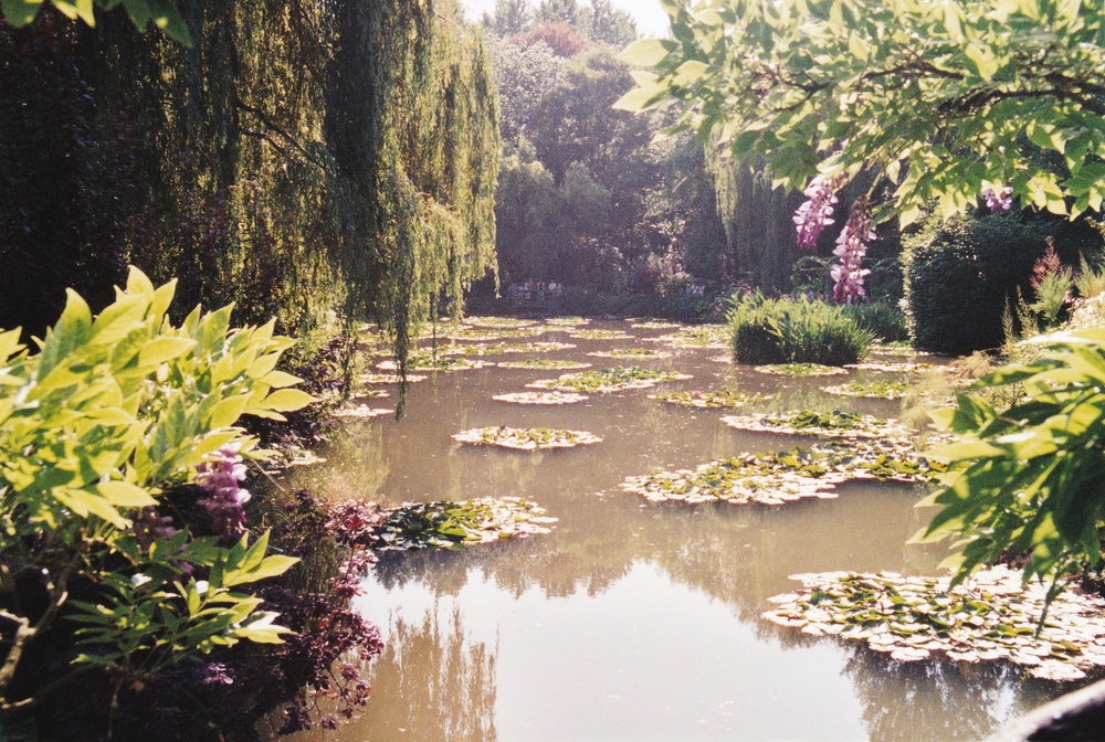 Now standing on the bridge itself - the view from the bridge back over the lily pond.