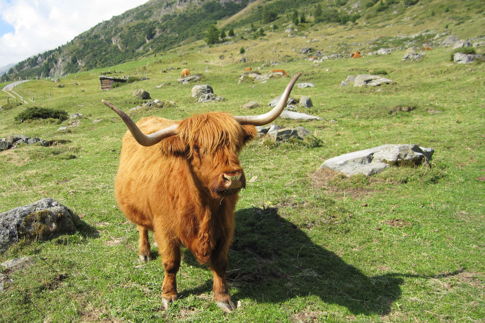 Highland cattle