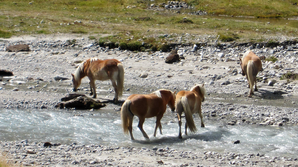 Beautiful horses