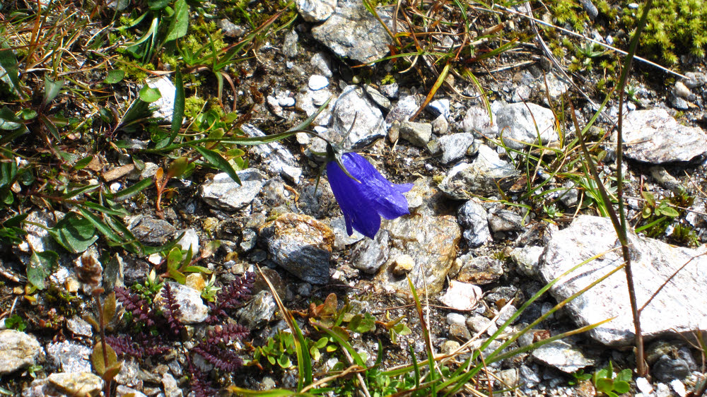 Alpine flowers