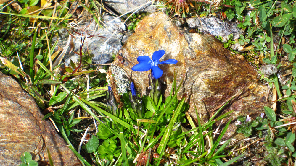 Alpine flowers