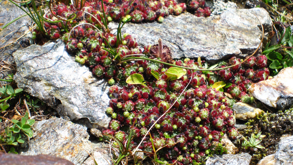 Alpine flowers