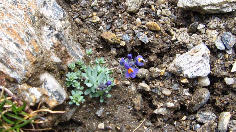 Alpine flowers