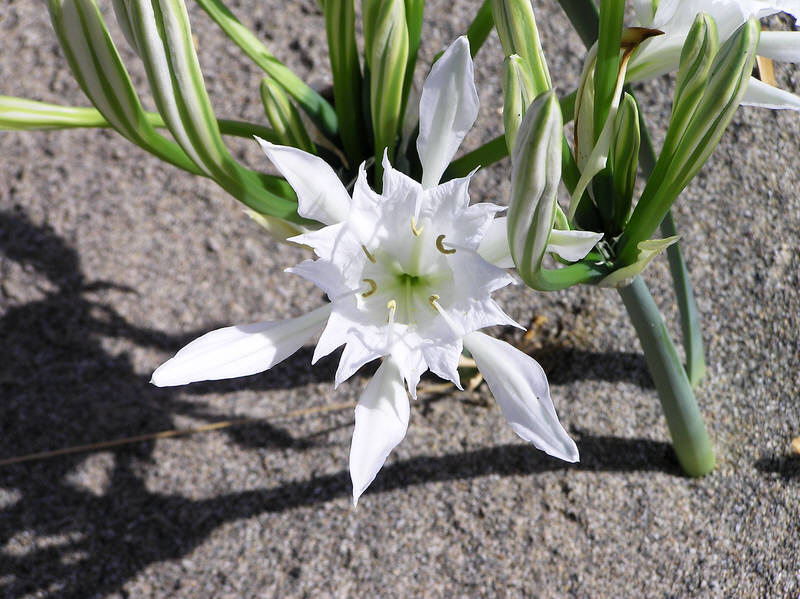 The back of Plakias beach was dotted with these beautiful white flowers.  (93k)