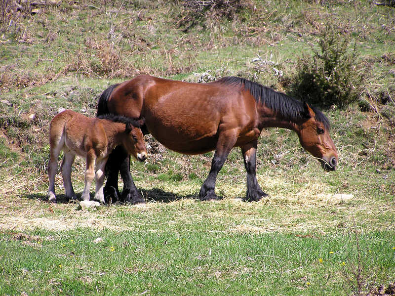 Horses along the trail. (134k)