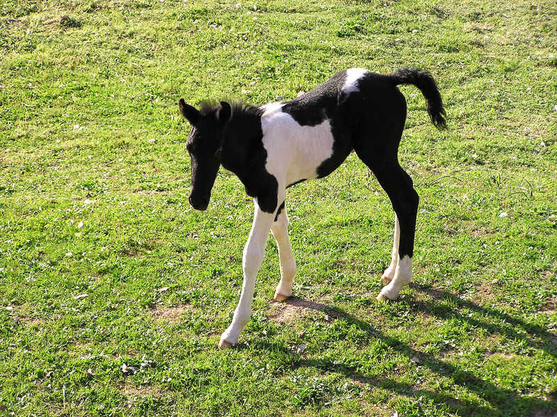This foal had the run of Can Jou. (171k)