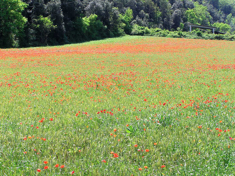 Poppies in a field near Besalu. (153k)