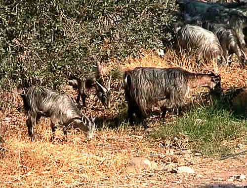 There was a herd of beautiful goats with long silver-haired coats that were regularly driven
            up the track past our apartments in the morning by a couple of goat-herds.