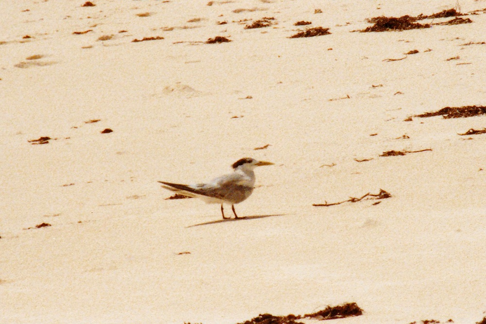 I think this is a Crested tern.