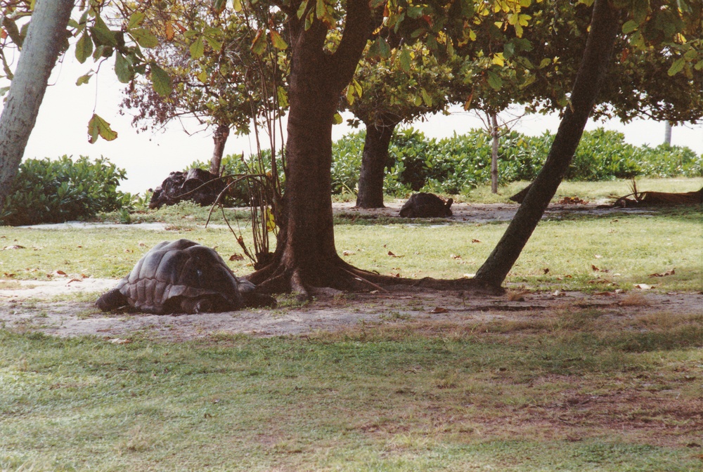 Esmeralda and friend.  Esmeralda is said to be the largest land tortoise in the world, and
            is over 150 years old. She is actually a he.