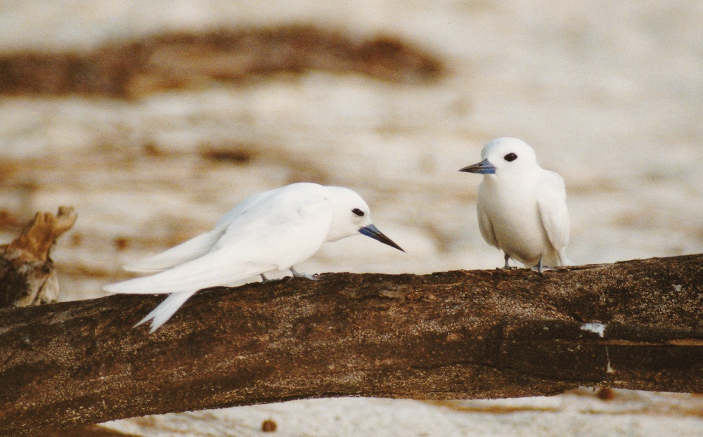 Beautiful Fairy Terns.