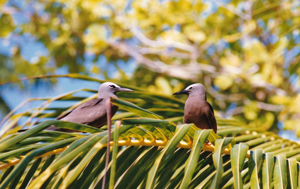 Common Noddies.