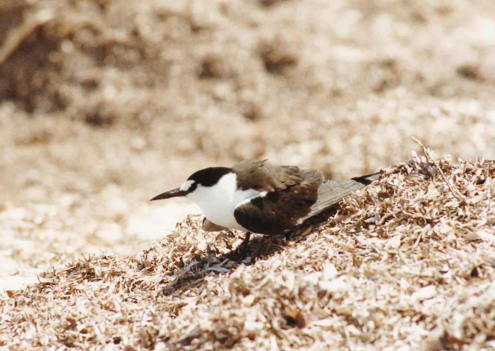 A Sooty tern on a huge pile of dried seaweed at the northern end of the island.  It was
            dragging its wings along the ground, pretending to be injured, in order to lure us away from its nest.