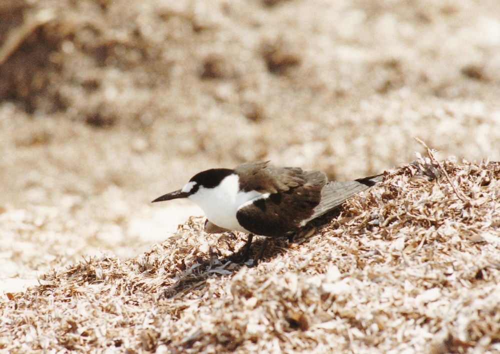 A Sooty tern on a huge pile of dried seaweed at the northern end of the island.  It was
            dragging its wings along the ground, pretending to be injured, in order to lure us away from its nest.