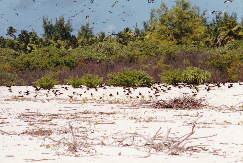 The Sooty tern colony which occupied the northern half of the island, spilled over onto the upper part of the beach.
            At the peak of the breeding season there are a million Sooty terns on the island.  The air is full of birds, and
            the din in the colony is indescribable.