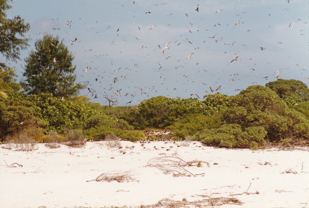 We didn't venture into the heart of the colony - the air was full of birds screaming in the strident
            and harsh way that terns have.