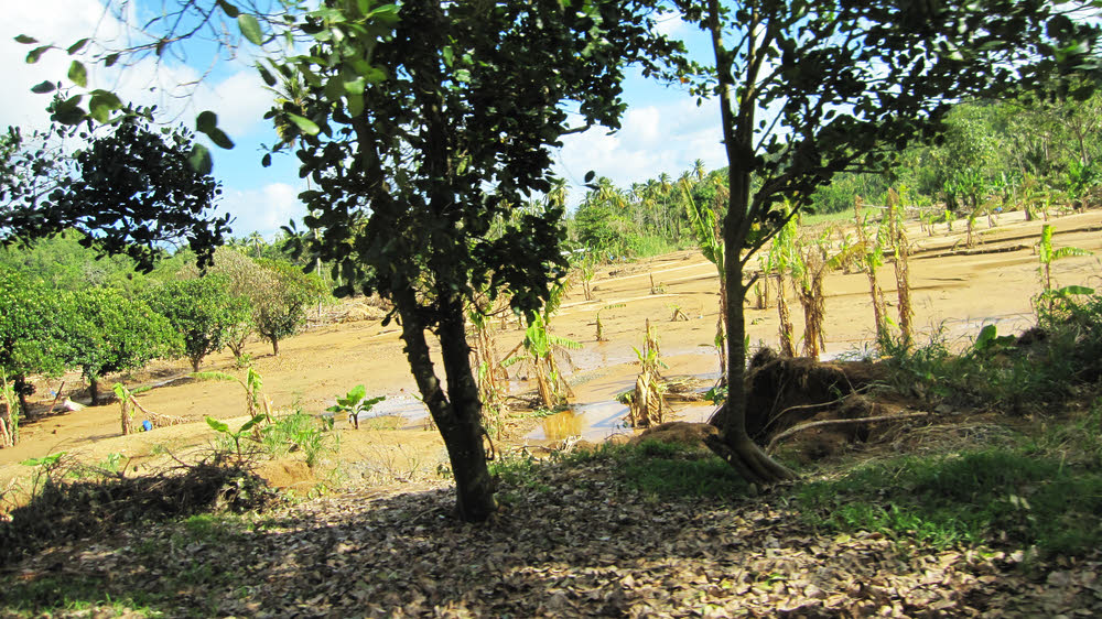 Some poor farmer's banana plantation trashed by a torrent of muddy water. He is looking at next to no income this year... (226k)