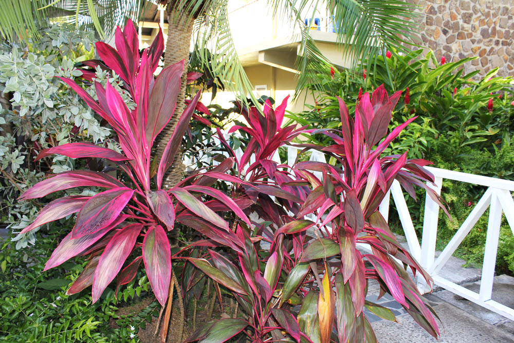 The gardeners at Halcyon Beach have done a great job. (369k)