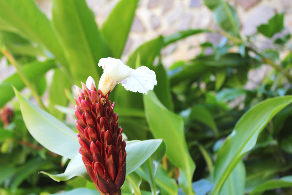 Colourful tropical flowers were everywhere.  (112k)