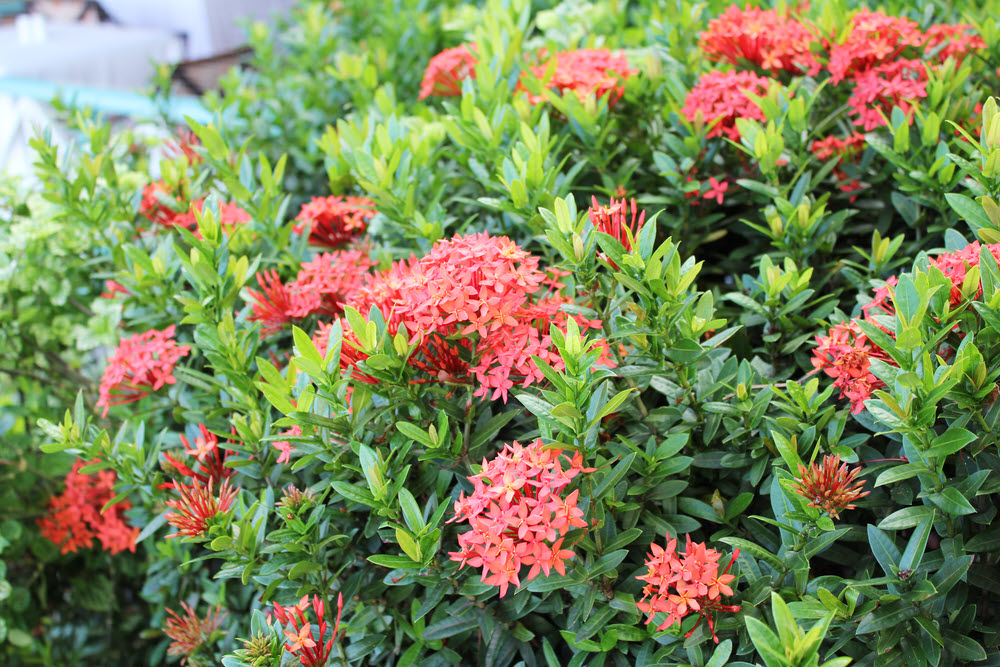 This shrub was used everywhere as a hedge alongside paths. (296k)