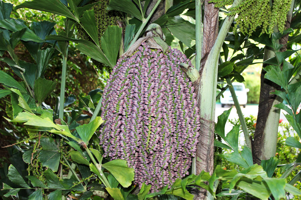 Huge dangling seedpods on a tree near Reception. (312k)