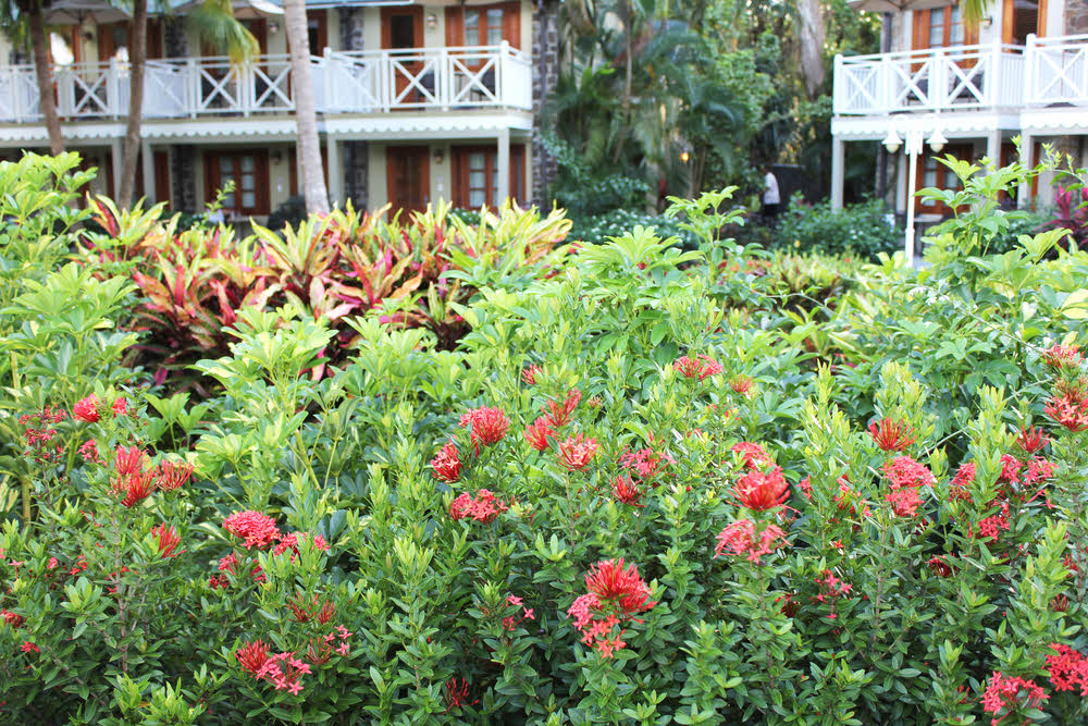 Typical hedge in the gardens. (243k)